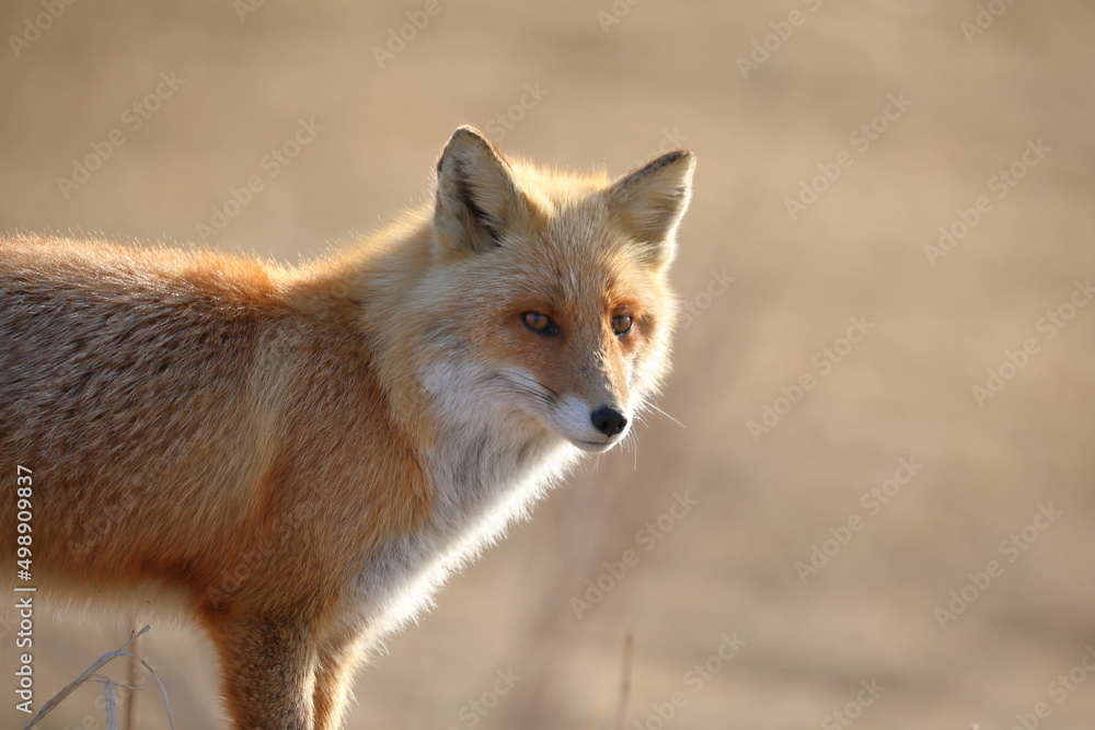 Portrait of the red fox