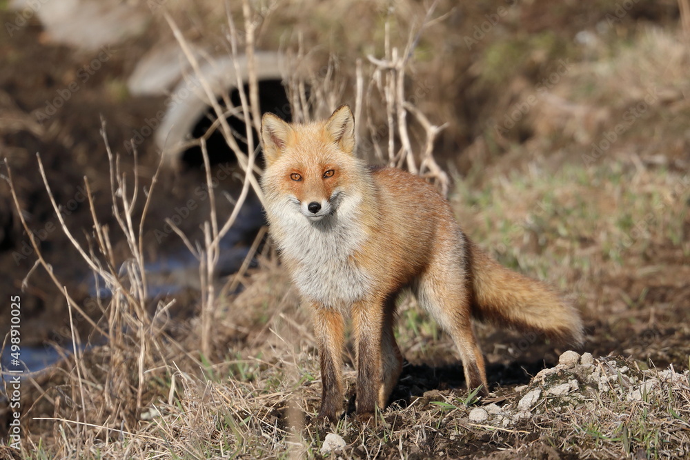 Red fox staring at the front Red fox staring at the front