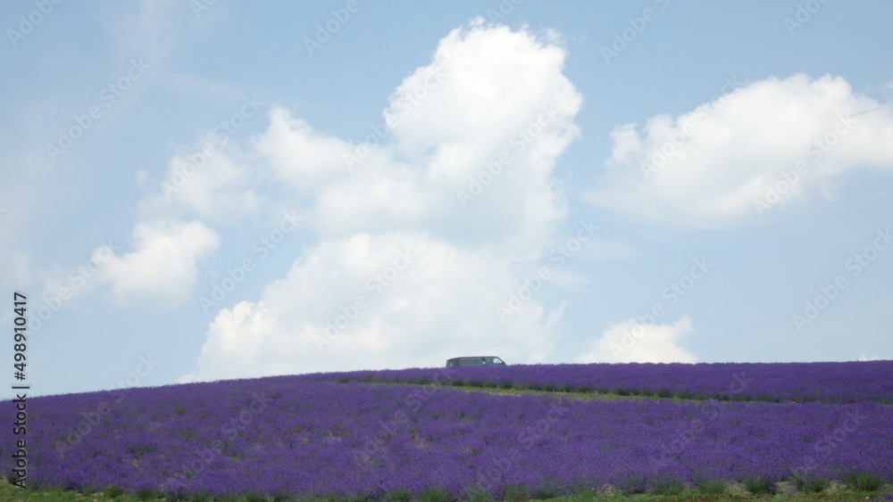 Fototapeta premium lavender field