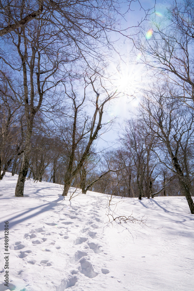 平標山の登山道 雪の樹林帯 平標山の登山道 雪の樹林帯
