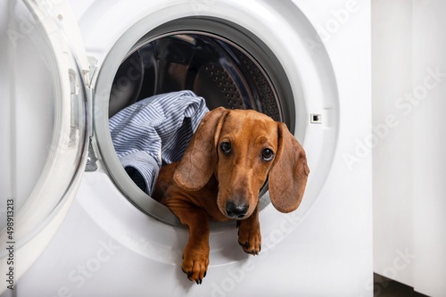 Dachshund hunting dog sits inside the washing machine and looks into the open drum door. Horizontal format photo of a red dog. © Sergei