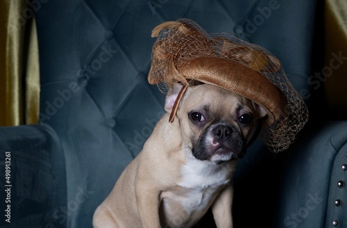 A fashionable bulldog dog in a stylish hat with a veil sits in a cozy chair during a fashion show. Studio photo of a french bulldog posing with a hat.
