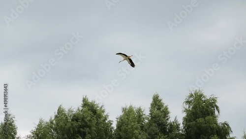 Large bird black and white stork flies in cloudy sky over the tops of green trees. The animal circles low above the ground.