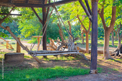 a lot of beautiful lemur lives in the zoo
