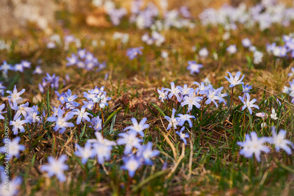 Blooming blue scilla luciliae (Chionodoxa luciliae) flowers in the grass. First spring bulbous plants. 
