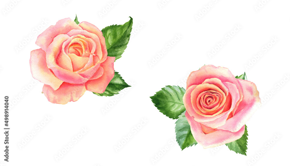 Blush watercolor roses, beautiful flowers on isolated white background, watercolor illustration, botanical painting