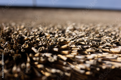 close up of a seed