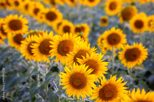 blooming sunflower close-up. Agronomy  agriculture and botany.