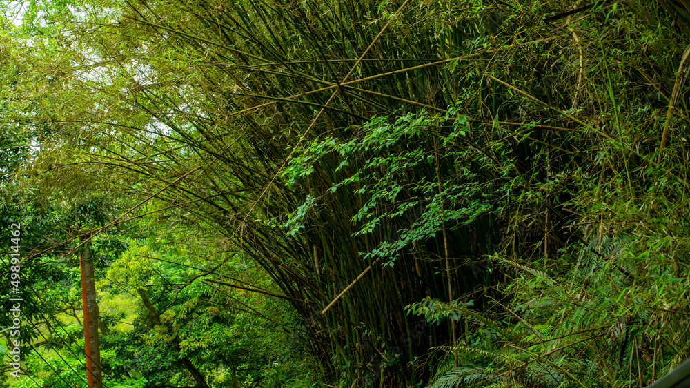 Naklejka premium Taiwan, New Taipei City, Shifenliao Waterfall, park, forest trail