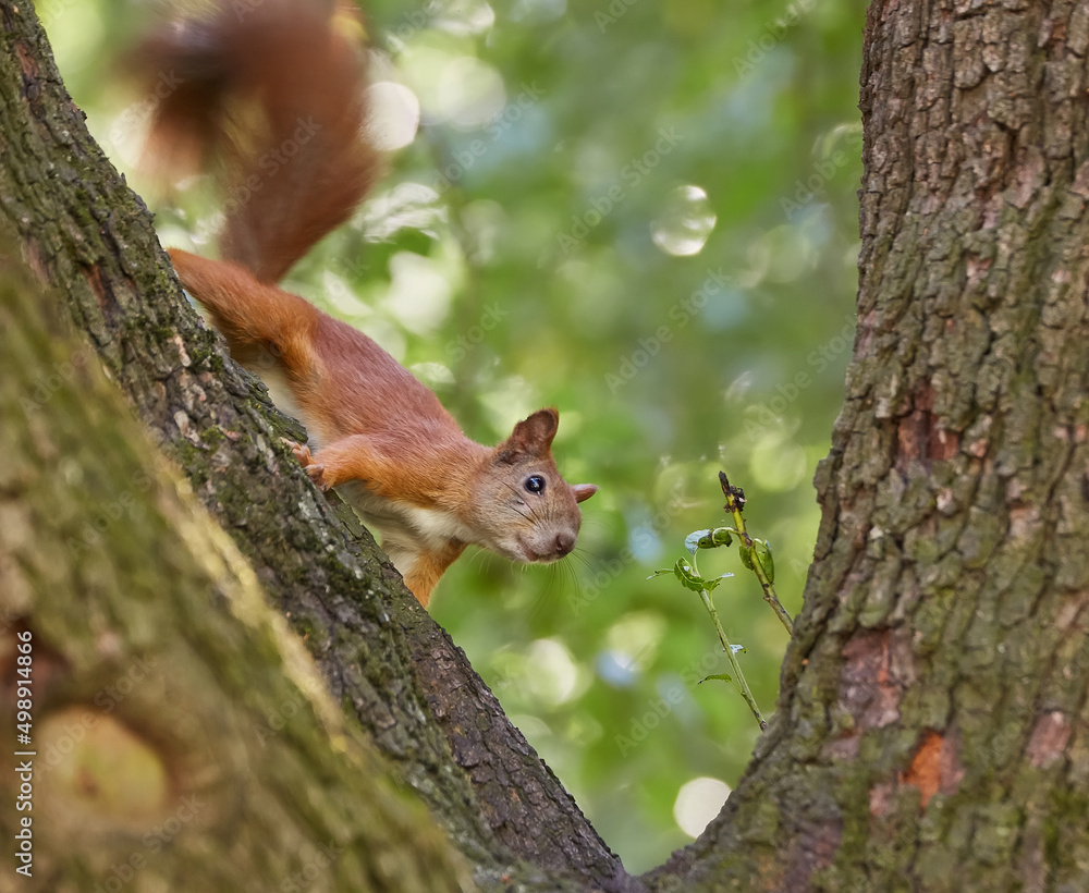 A red-haired European squirrel eats a walnut A red-haired European squirrel eats a walnut