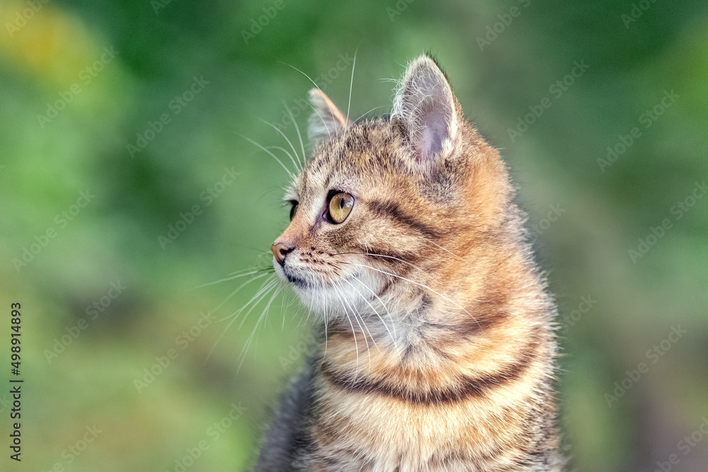 Small kitten with an inquisitive look on a background of green grass, portrait of a kitten on a blurred background