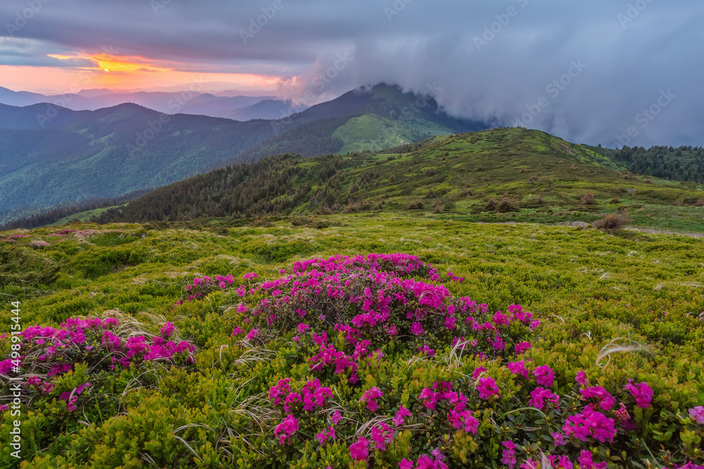 Summer landscape with flowers of rhododendron. Evening with a beautiful sky in the mountains. Glade of pink flowers. Summer landscape with flowers of rhododendron. Evening with a beautiful sky in the mountains. Glade of pink flowers.