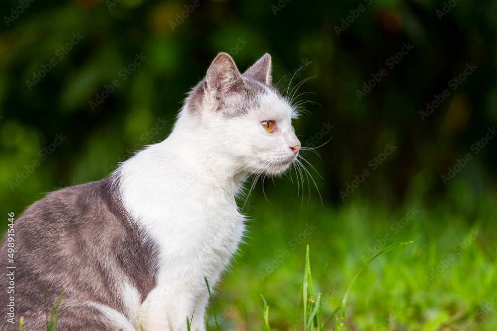 Cat with white and gray fur in the garden on a dark background in profile Cat with white and gray fur in the garden on a dark background in profile