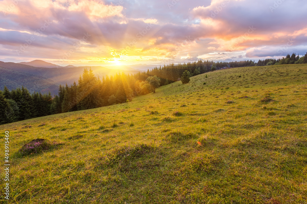 Obraz premium landscape in the Alps with fresh green meadows and blooming flowers and snow-capped mountain tops in the background