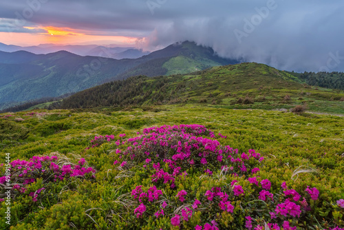 Summer landscape with flowers of rhododendron. Evening with a beautiful sky in the mountains. Glade of pink flowers.