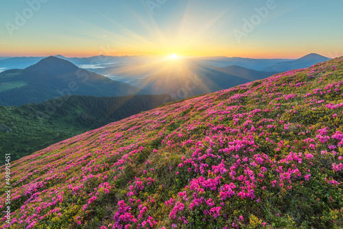 Magic pink rhododendron flowers on mountain © Ryzhkov Oleksandr