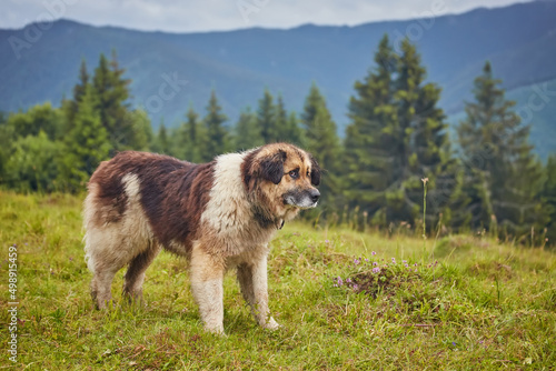 Papier peint romanian shepherd dog standing on field