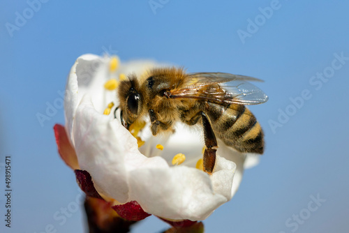 Honey bee (Apis Mellifera) on apricot flower, macro. detail of bee or honeybe...