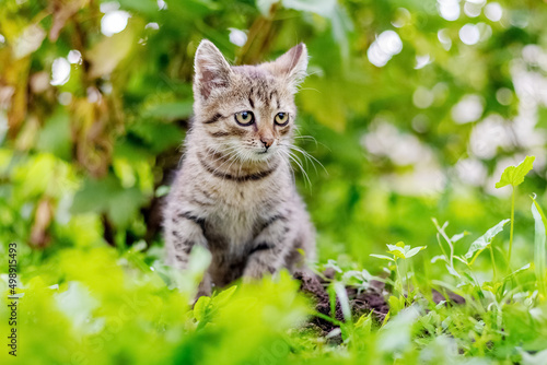 Small striped kitten sitting in the garden on the green grass