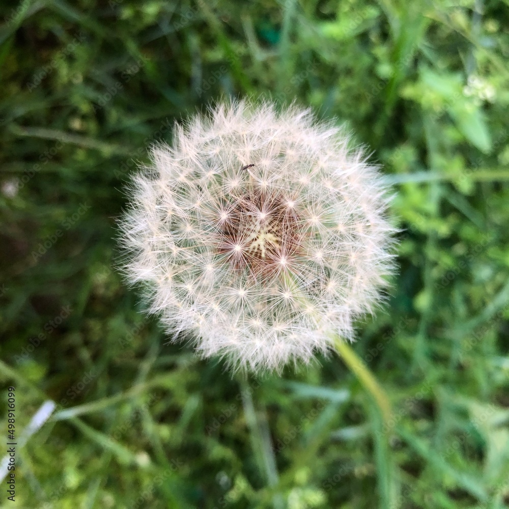 dandelion on green dandelion on green