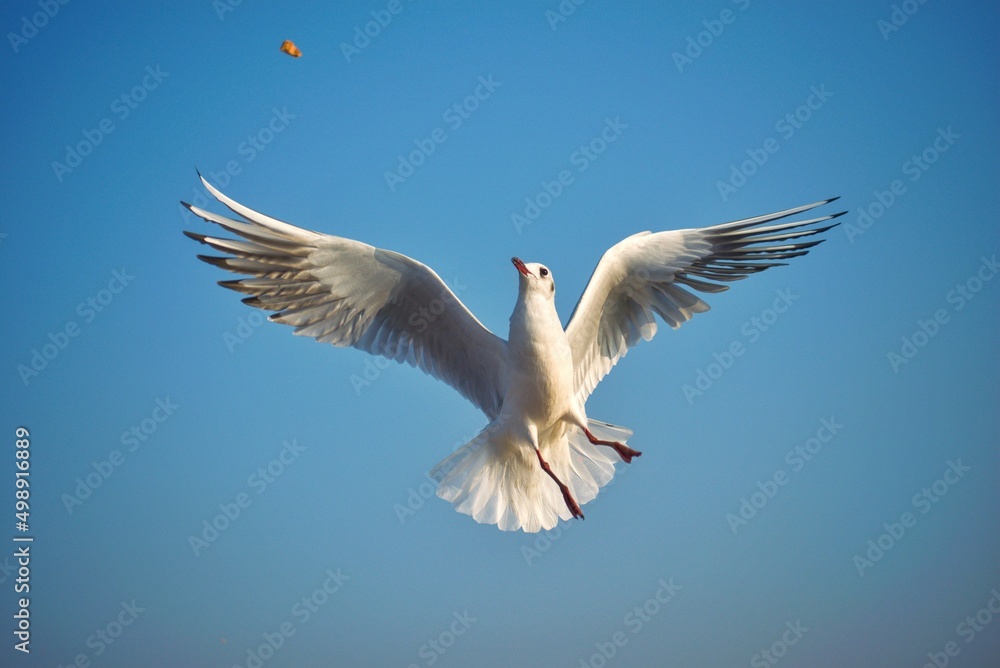 Fototapeta premium This picture was captured on the way to elephanta caves, where seagulls are present in numbers and astonish tourists by their acrobatics.