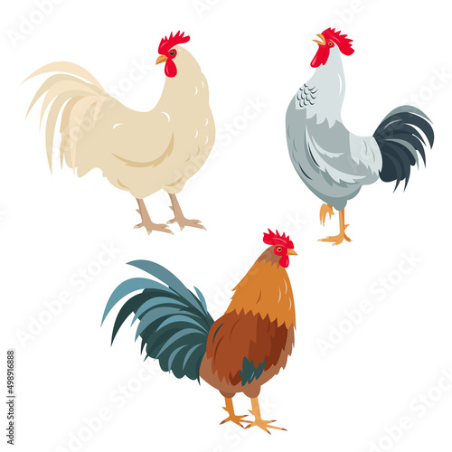 Set of Rooster birds in different poses and colors isolated on white background. Bright roosters poultry icons. Vector flat or cartoon illustration.