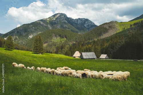 Fototapeta Naklejka Na Ścianę i Meble -  Tatry