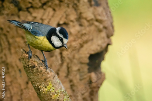 African blue tit on a branch close up view