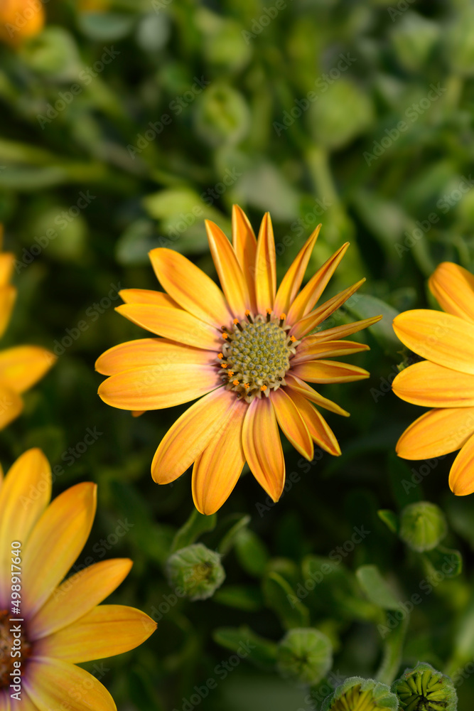 Obraz premium African daisy