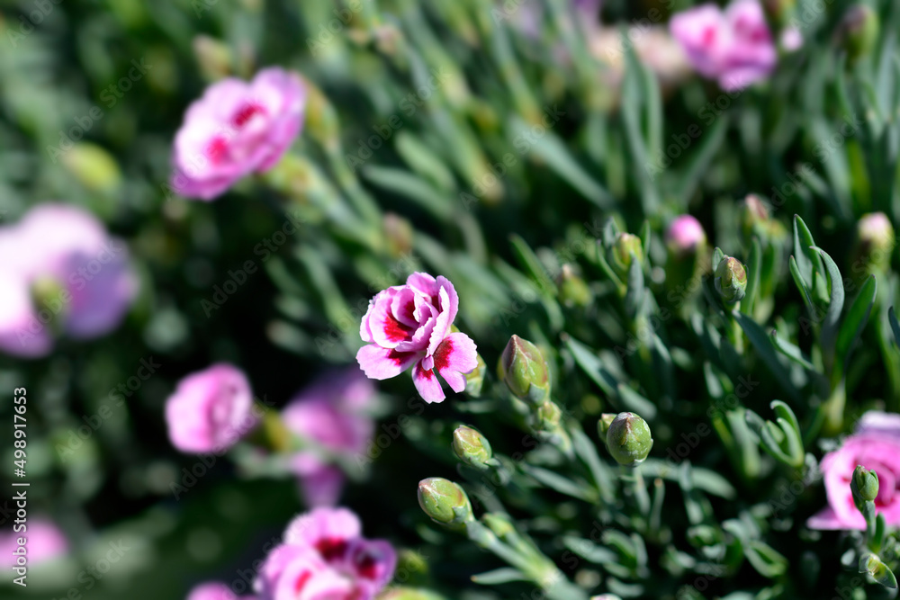 Fototapeta premium Carnation Pink Kisses