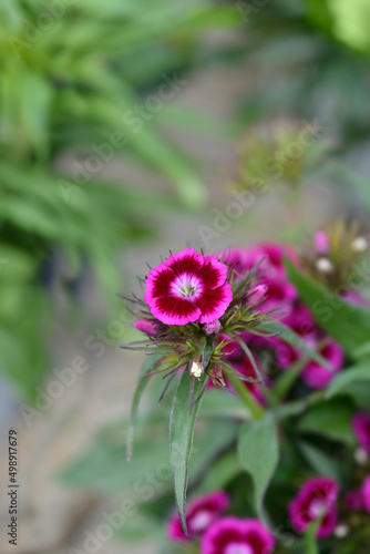 Sweet William