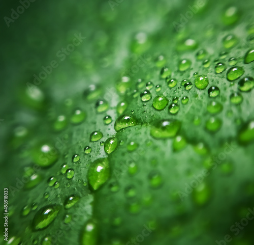 Raindrops on a leaf in macro.