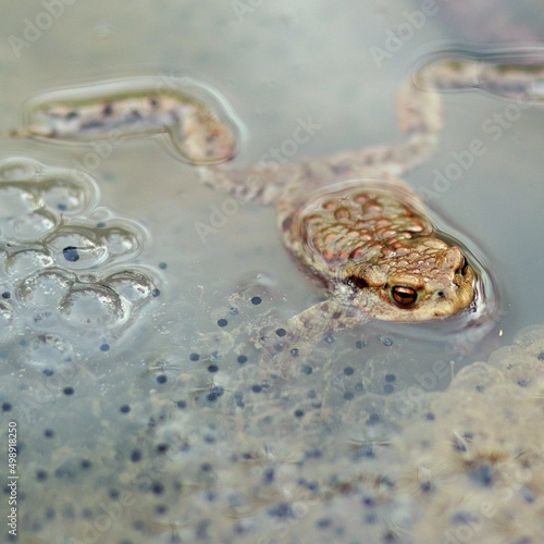 Pływająca żaba ze skrzekiem