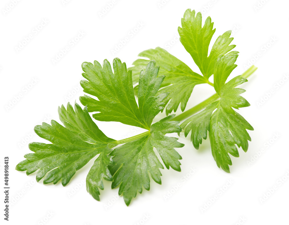 Celery leaves isolated on white background Celery leaves isolated on white background