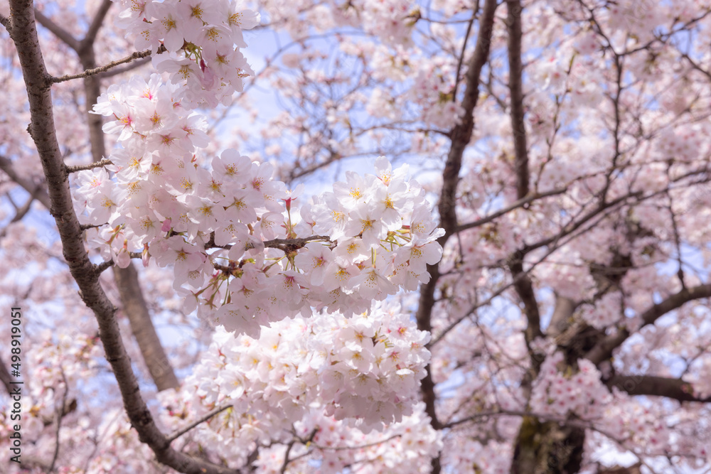 桜の木 桜の木
