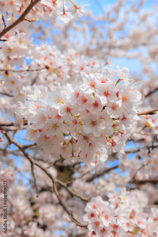 桜の木