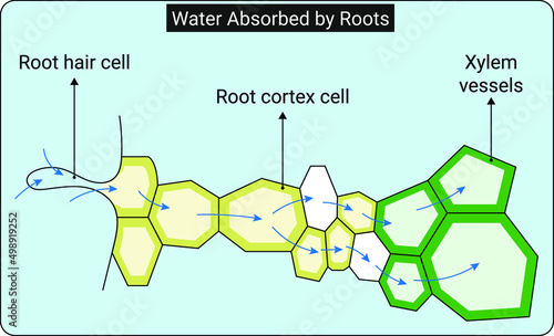 Water Absorbed by Roots