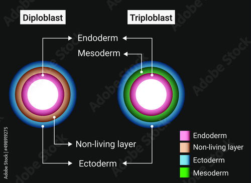 Difference between diploblastic and triploblastic animals