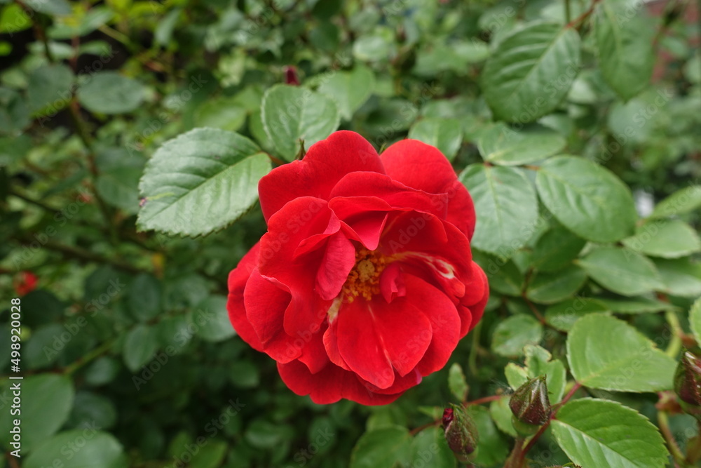 1 semi double flower of red rose in May