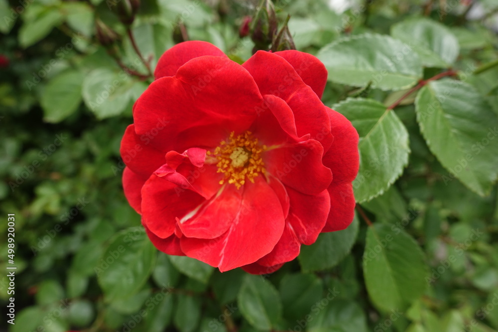 Close view of semi double flower of red rose in May Close view of semi double flower of red rose in May