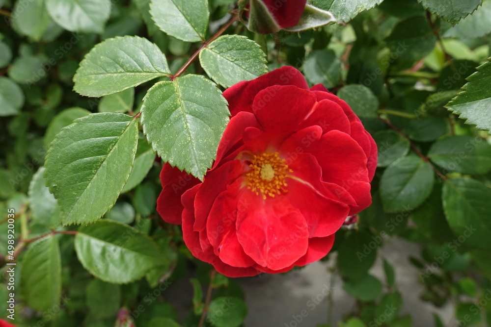 One semi double flower of red rose in May