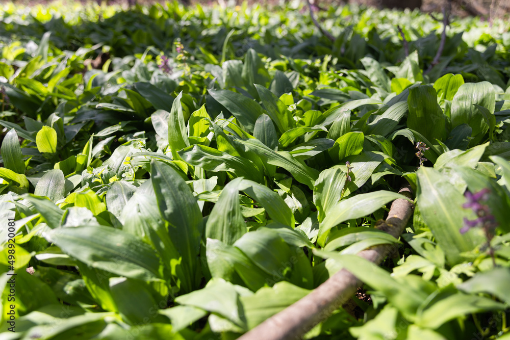 Obraz premium Bärlauch vor der Blüte