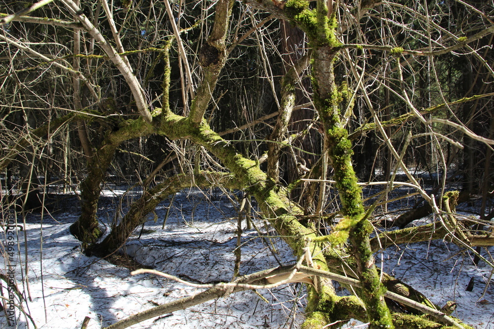 Green lichen on tree trunk and branches in winter forest in bright sun light Green lichen on tree trunk and branches in winter forest in bright sun light