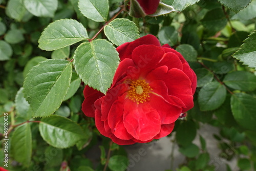 One semi double flower of red rose in May