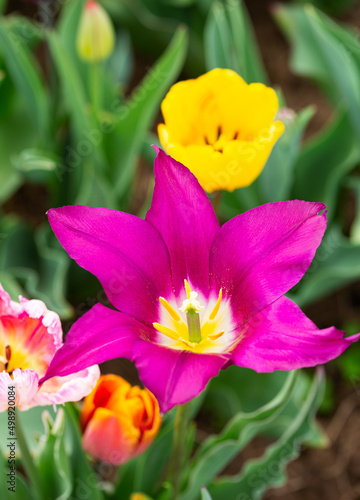 Close-up of a purple tulip in full bloom