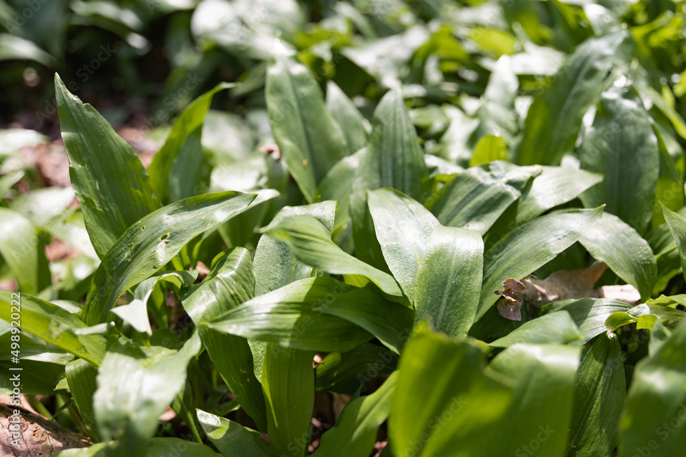 Obraz premium Bärlauch vor der Blüte