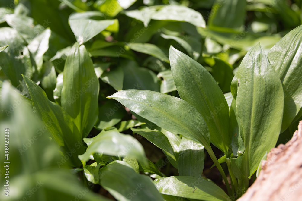 Obraz premium Bärlauch vor der Blüte