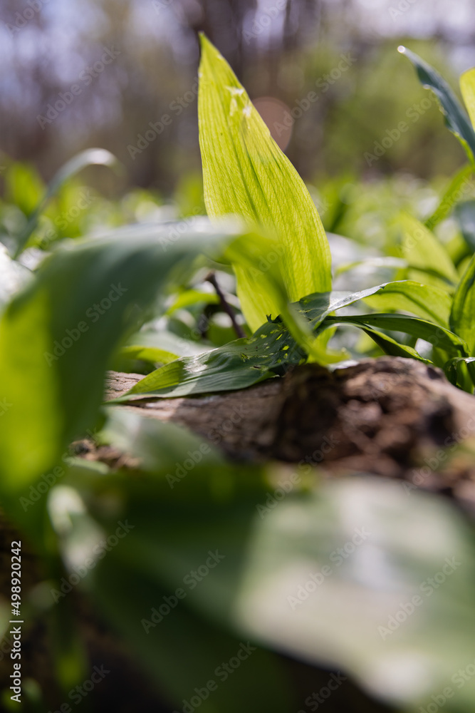 Obraz premium Bärlauch vor der Blüte