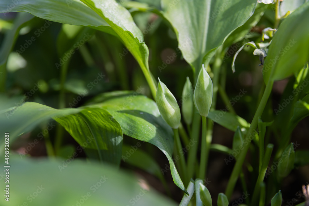 Bärlauch vor der Blüte