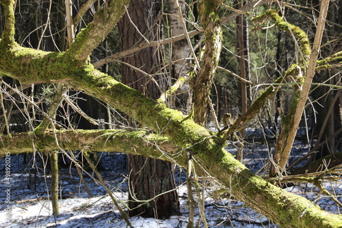 Green moss on tree trunk and branches in winter forest in bright sun light 